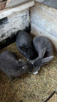 Молоді кролі (самки) 2