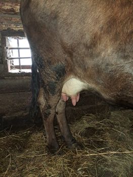 Добра корова продається 3