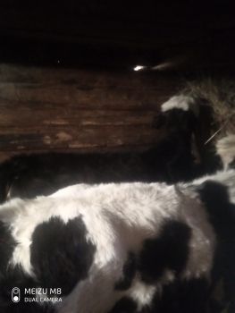 Продаєтьяся двоє теличок 2