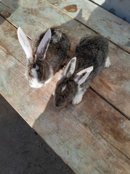 Продаш кріликів 6