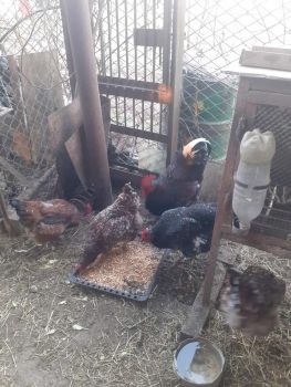 Інкубаційні яйця