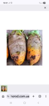 Кормовий буряк 1