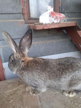 Кролі різного віку 2