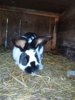 Кролички і кролі 2