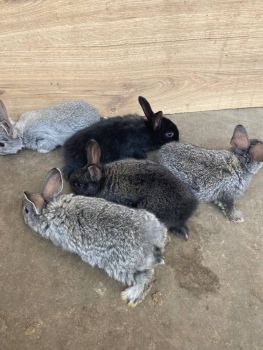 Кроликів 4