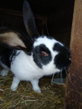 Кролички і кролі 1