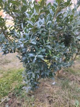 Вічнозелений самшит