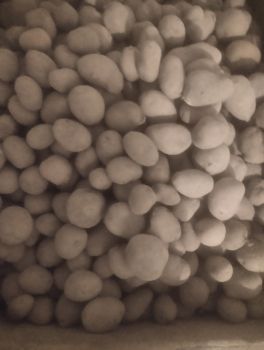 Дрібна картопля 1