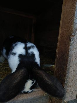 Кролички і кролі 4