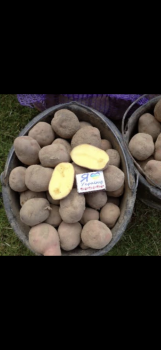 Картопля Біла Роса 2