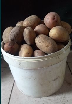 Картопля домашня велика 1