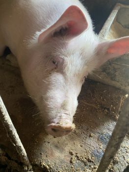 Свиня домашнього годування. 1