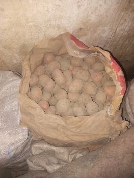 Картопля, червона. 1