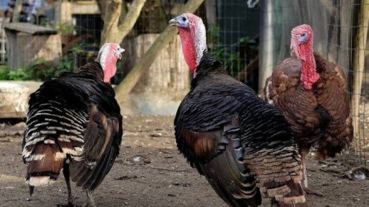 Пара домашніх індиків індик + індичка, індичка вже 1