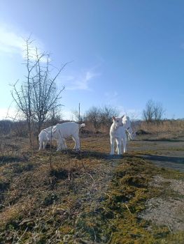 Козичка (зааненка) 6