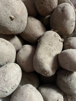 Велика картопля домашня, свіжа!!! 1