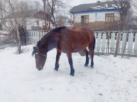 Продам робочого коня 2