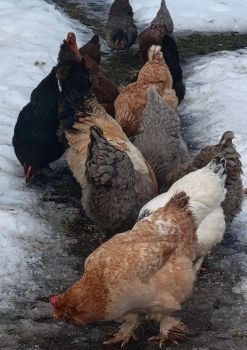 Курей схрещені породи 1