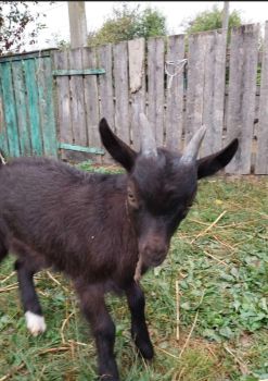 Козенятко молоде 1