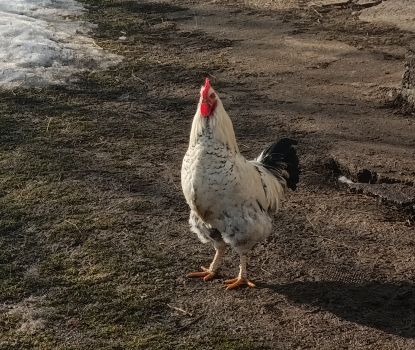 Курей схрещені породи 2