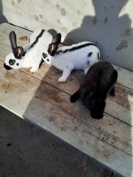 Продаш кріликів 2