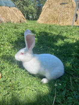 Кролики строкаті 1