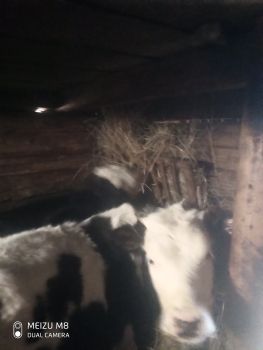 Продаєтьяся двоє теличок 1