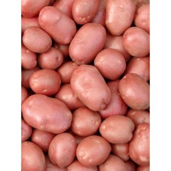 Картопля домашня. 1