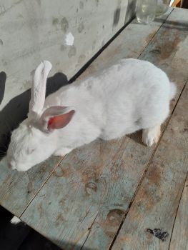 Продаш кріликів 4