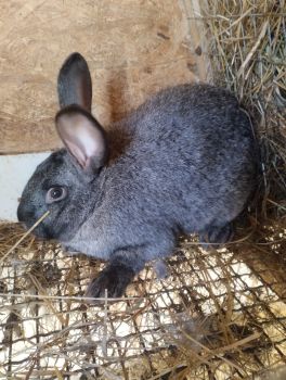 Кролик самець робочий