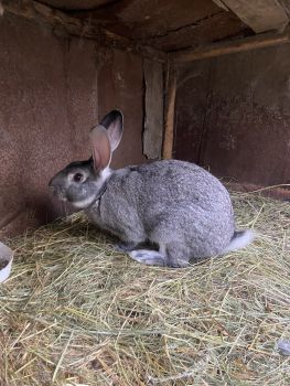 Кролики 1
