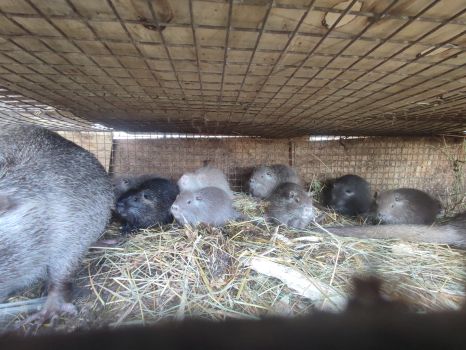 Нутрії молодняк 2