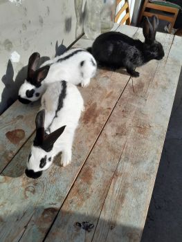 Продаш кріликів 1