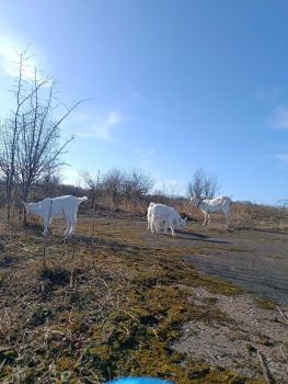 Козичка (зааненка) 7