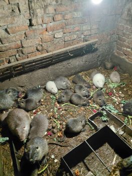 Продаж молодняк нутрій 1