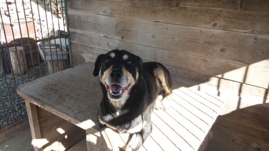 Ротвелер не чистокровний 6