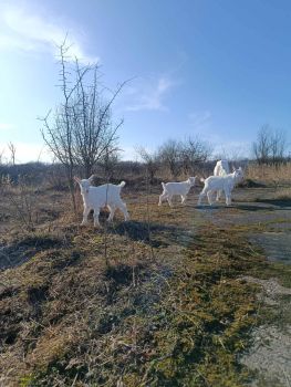 Козичка (зааненка) 4