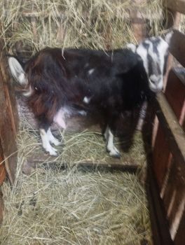 Кози-ціна 2000грн, Дубравка 1