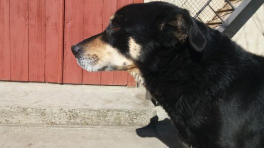 Ротвелер не чистокровний 8