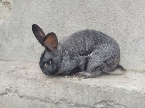 Кріль, вік 8 місяців 2