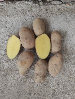 Картопля посадкова гранда (бананка) 1