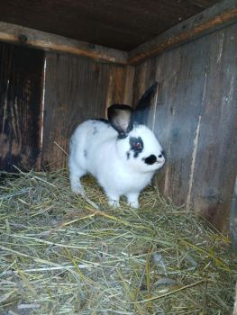 Кролички і кролі 5