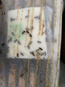 Бджолосім'ї 1