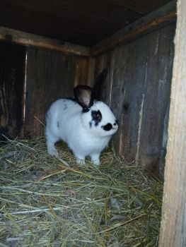 Кролички і кролі 3