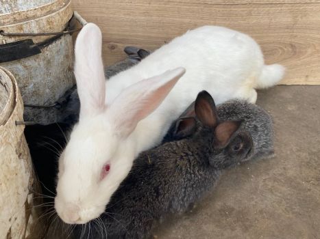 Кроликів 1