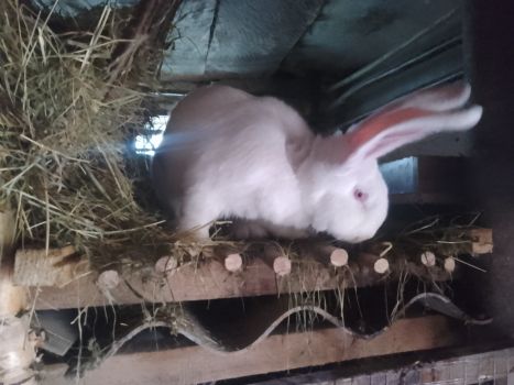 Кроленята від великого кроля Фладер 3