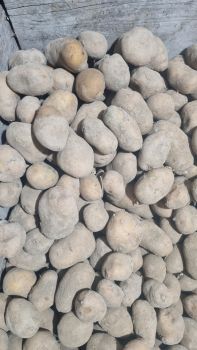 Картопля/буряк/морква домашня 1