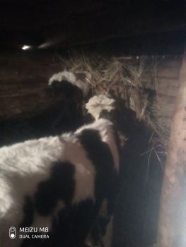 Продаєтьяся двоє теличок 3