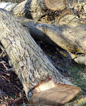 Горіх кругляк, деревина, маеріал 2