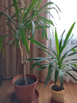 Вазони кімнатні